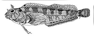 Parablennius ruber_claves